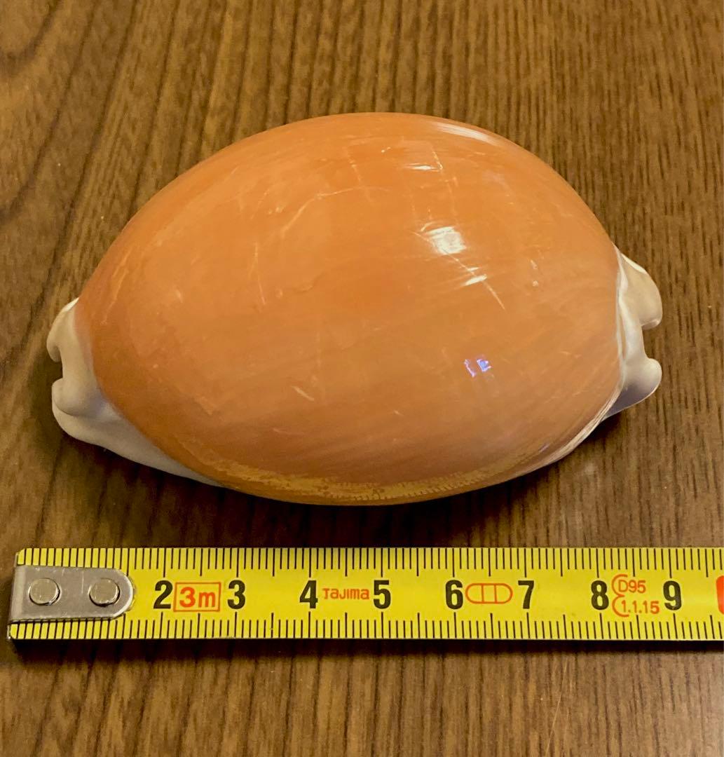 奄美大島採取 タカラガイ ナンヨウダカラ 貝 標本 国内採取 - メルカリ