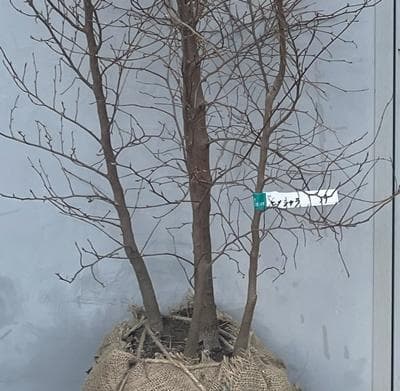 《現品》姫沙羅（ヒメシャラ）株立ち　樹高1.9ｍ（根鉢含まず）39【苗木/植木】