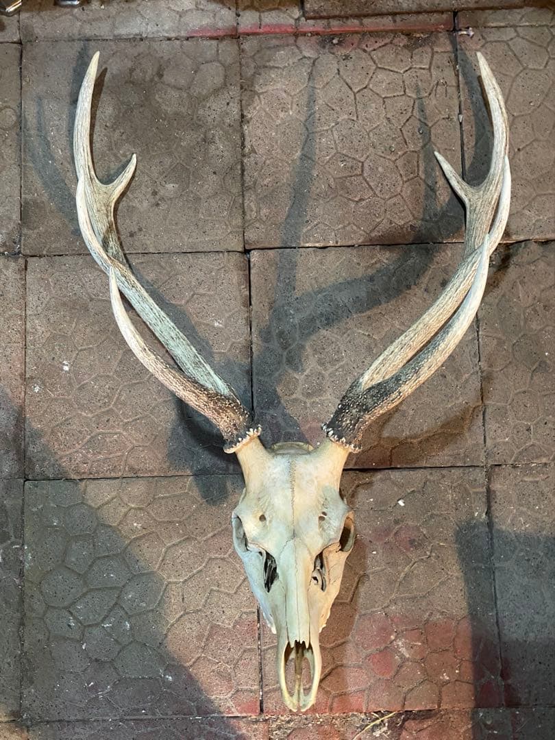 ゲ*キ様 蝦夷鹿hunting trophy（deer skull） - serva2z.com