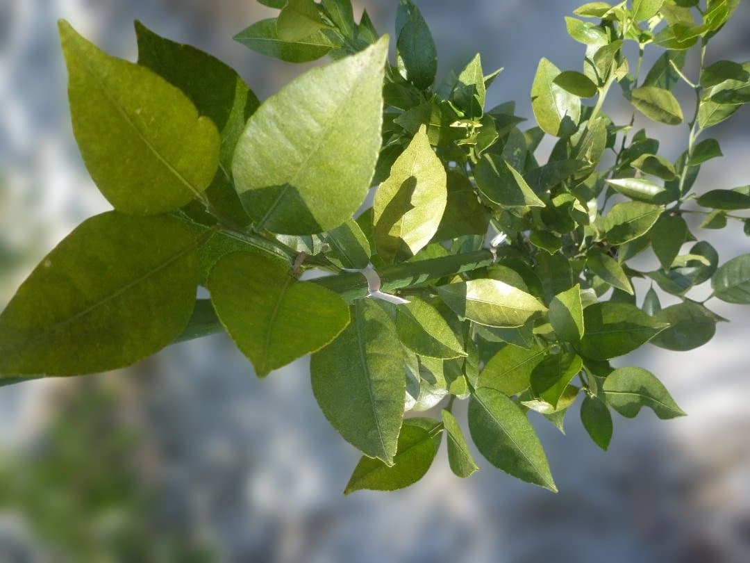 湘南ゴールド 果樹 高さ約80cm