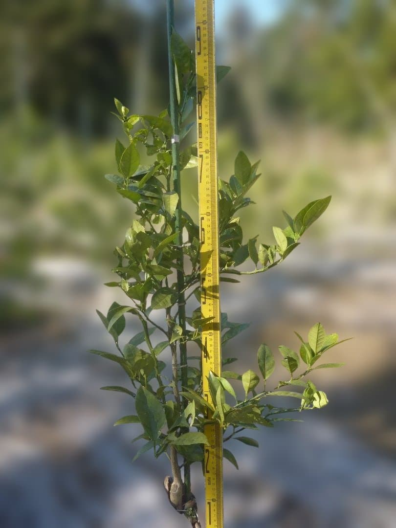 湘南ゴールド 果樹 高さ約80cm