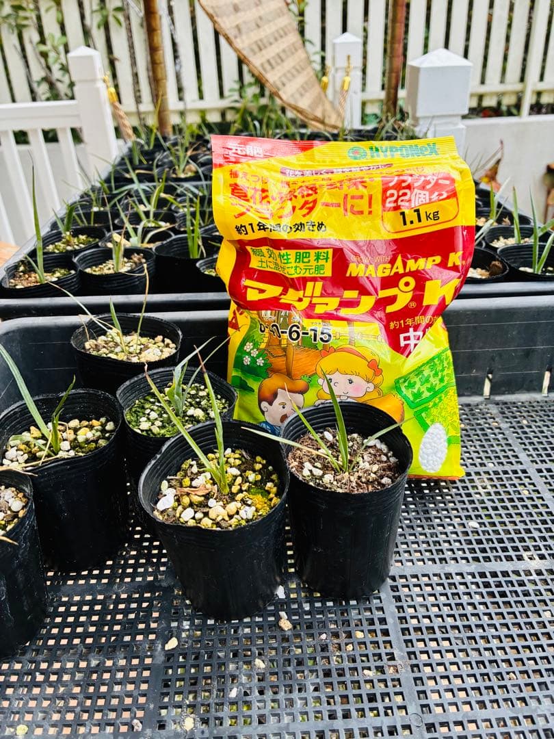 ユッカロストラータ 20苗 鉢のまま発送 - メルカリ