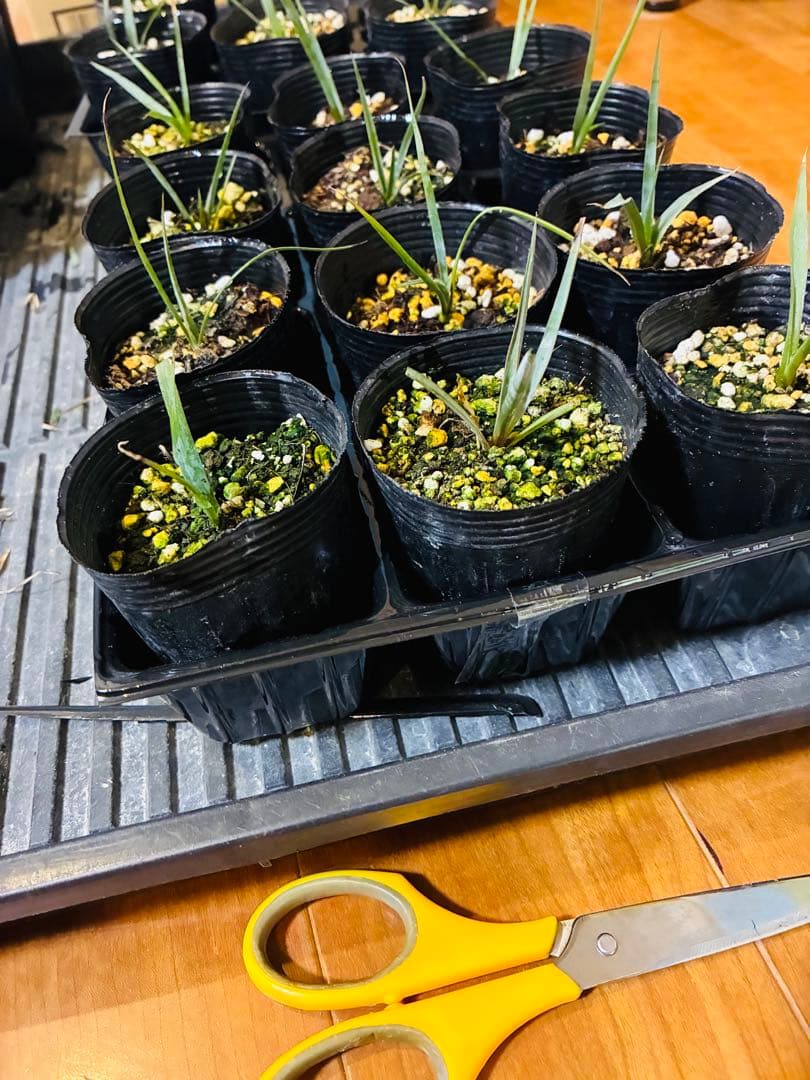 ユッカロストラータ 20苗 鉢のまま発送 - メルカリ