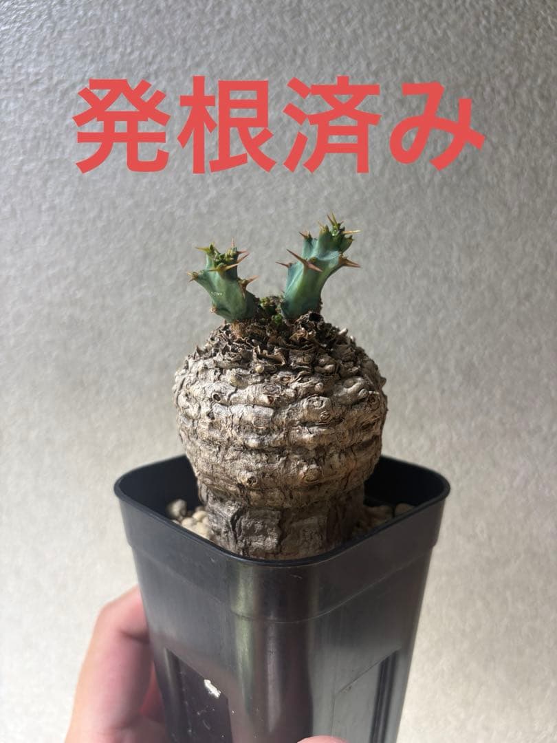 ユーフォルビア　クラビゲラ　現地株　発根済み　コンパクト良型
