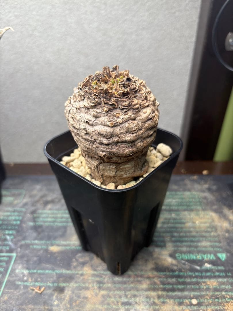 ユーフォルビア　クラビゲラ　現地株　発根済み　コンパクト良型