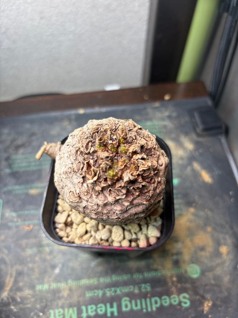 ユーフォルビア　クラビゲラ　現地株　発根済み　コンパクト良型