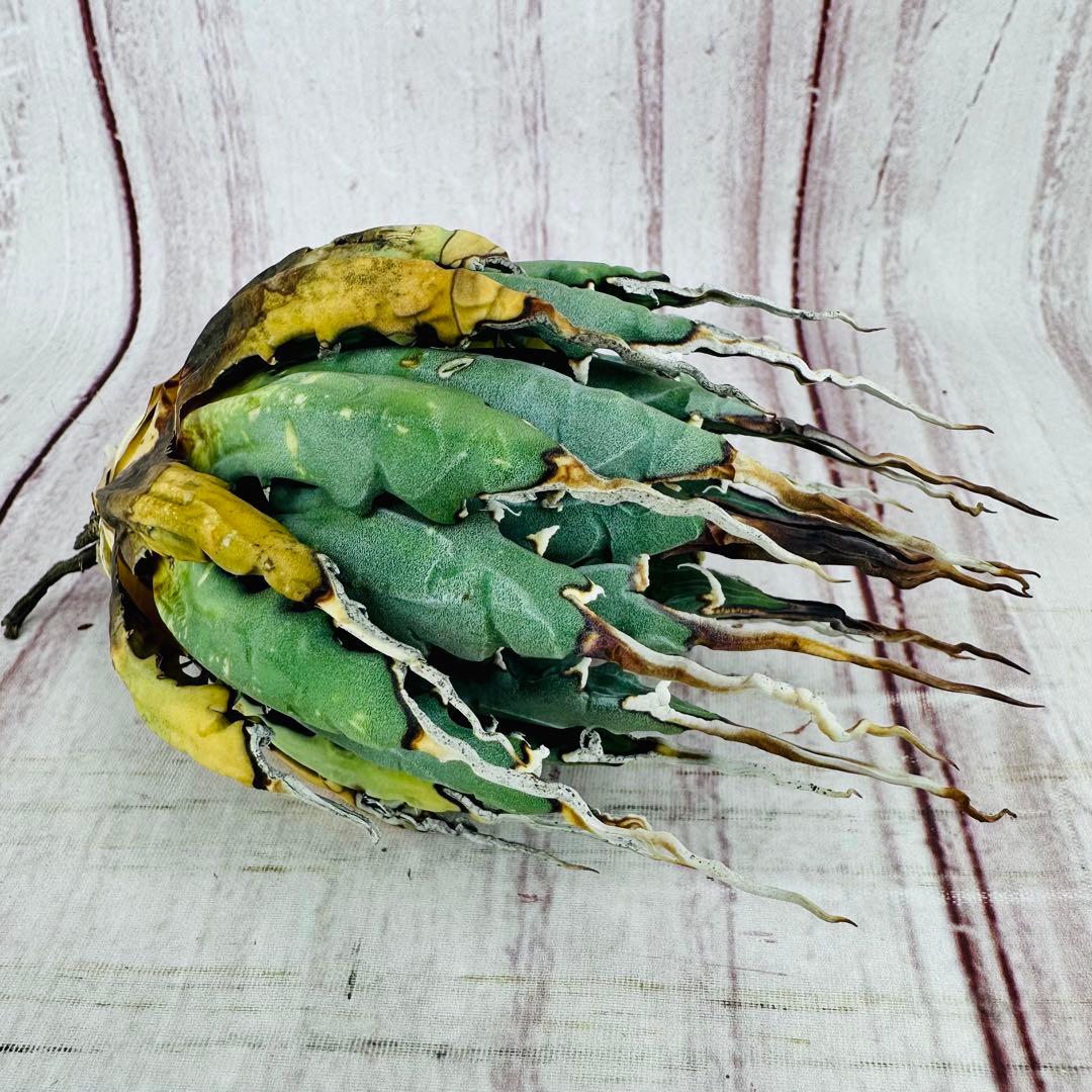 21 アガベ ユタエンシス エボリスピナ 陽炎 ロングスパイン - メルカリ