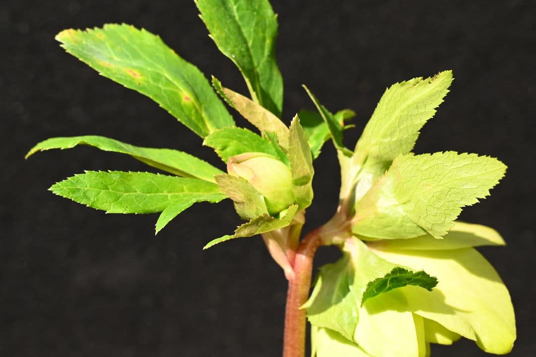 クリスマスローズ 初出品 グロッシーメロンゴールド 加藤農園