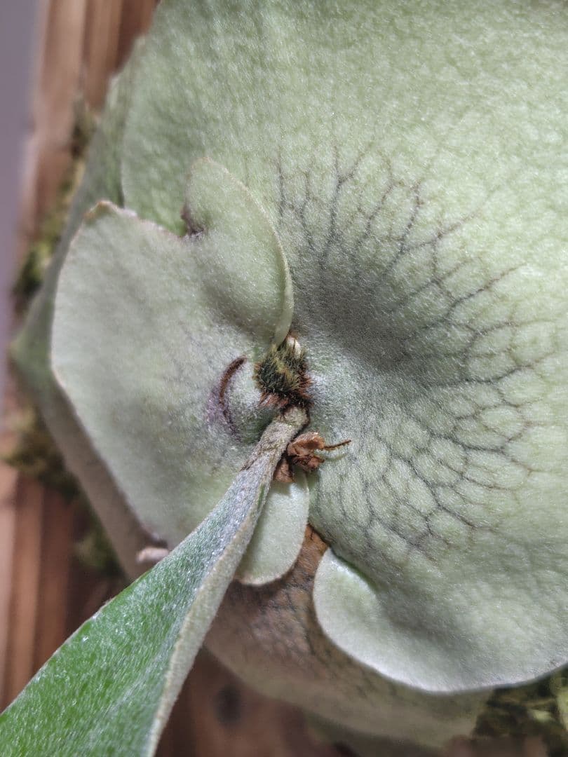 C*.様 ビカクシダ ぴょん吉