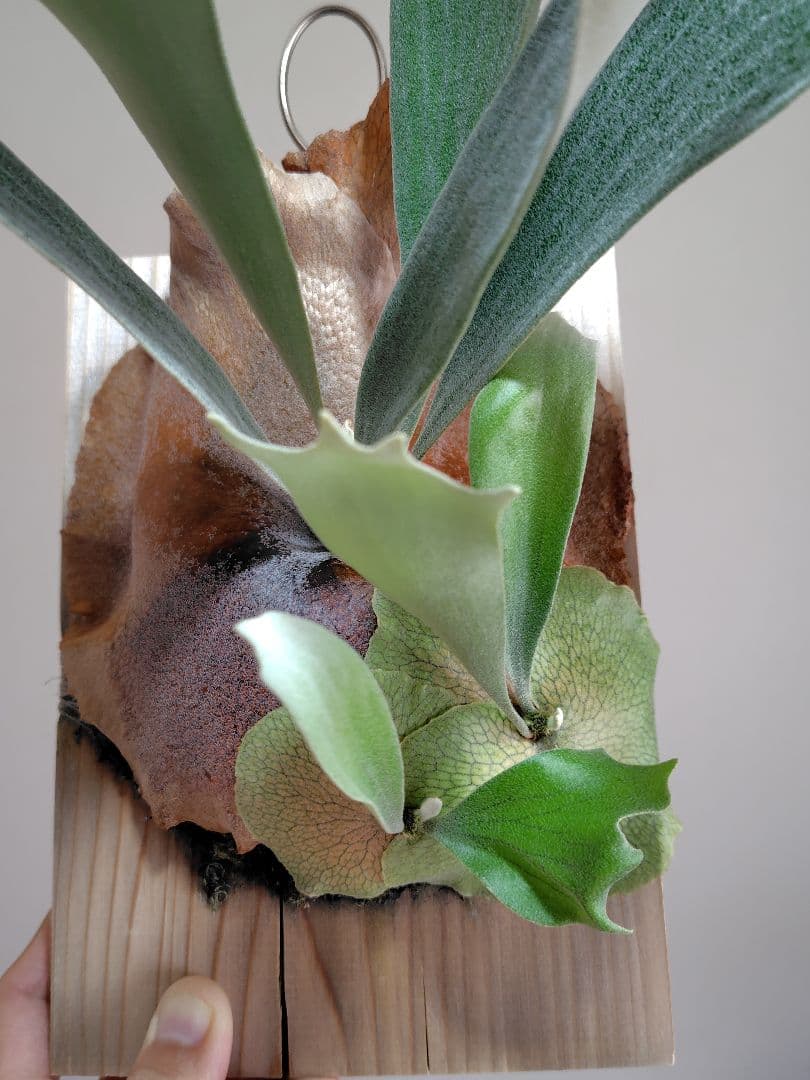 C*.様 ビカクシダ ぴょん吉