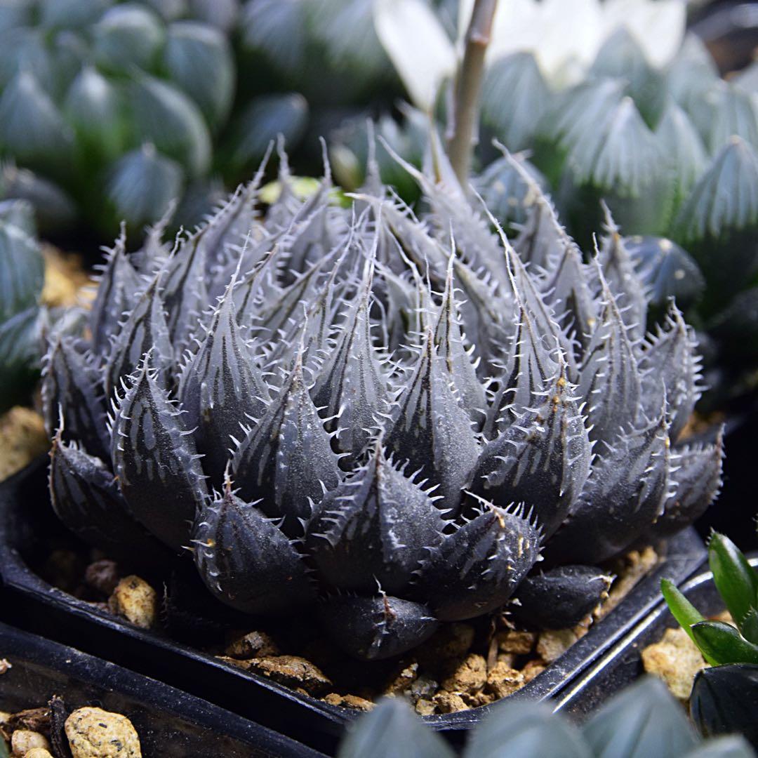 ハオルチア スコーピオン - メルカリ