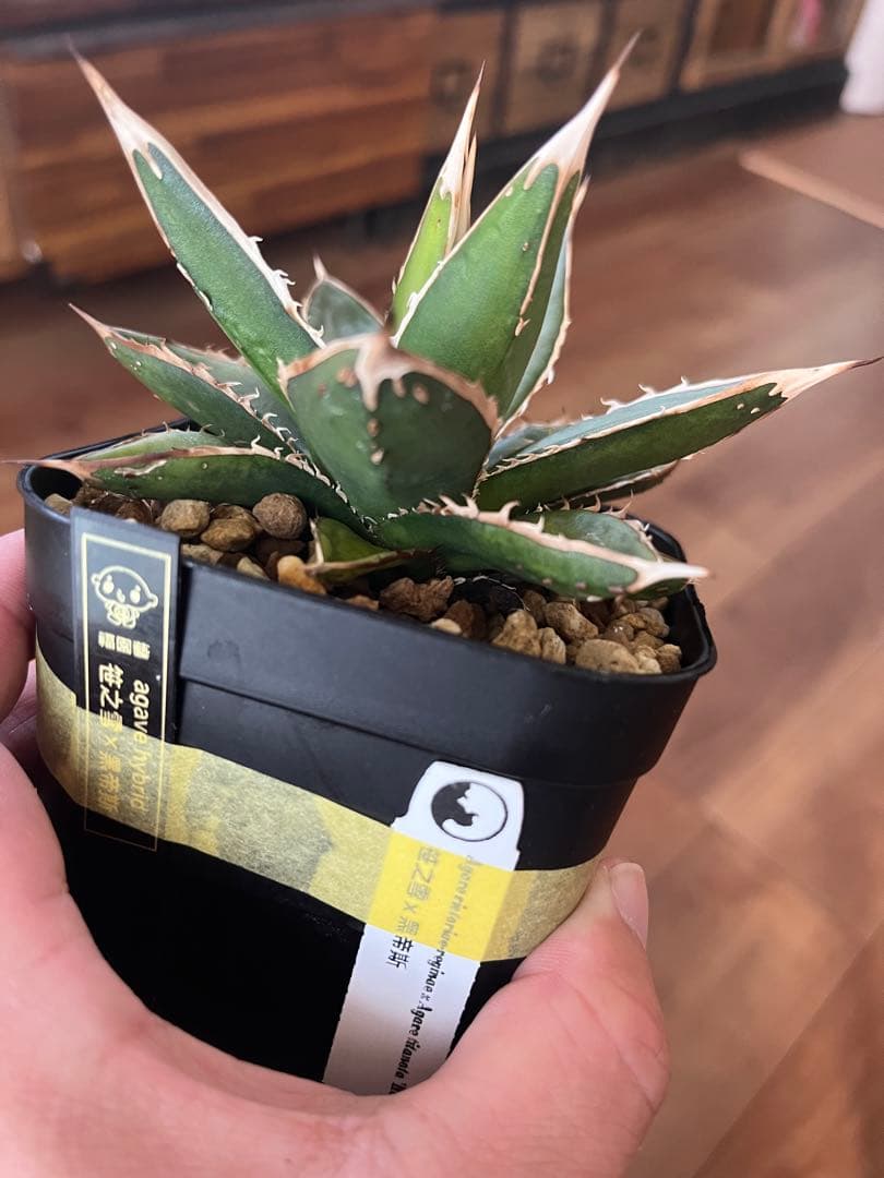 アガベ ハイブリッド 笹の雪×ハデス 子株出品 活着済み - メルカリ
