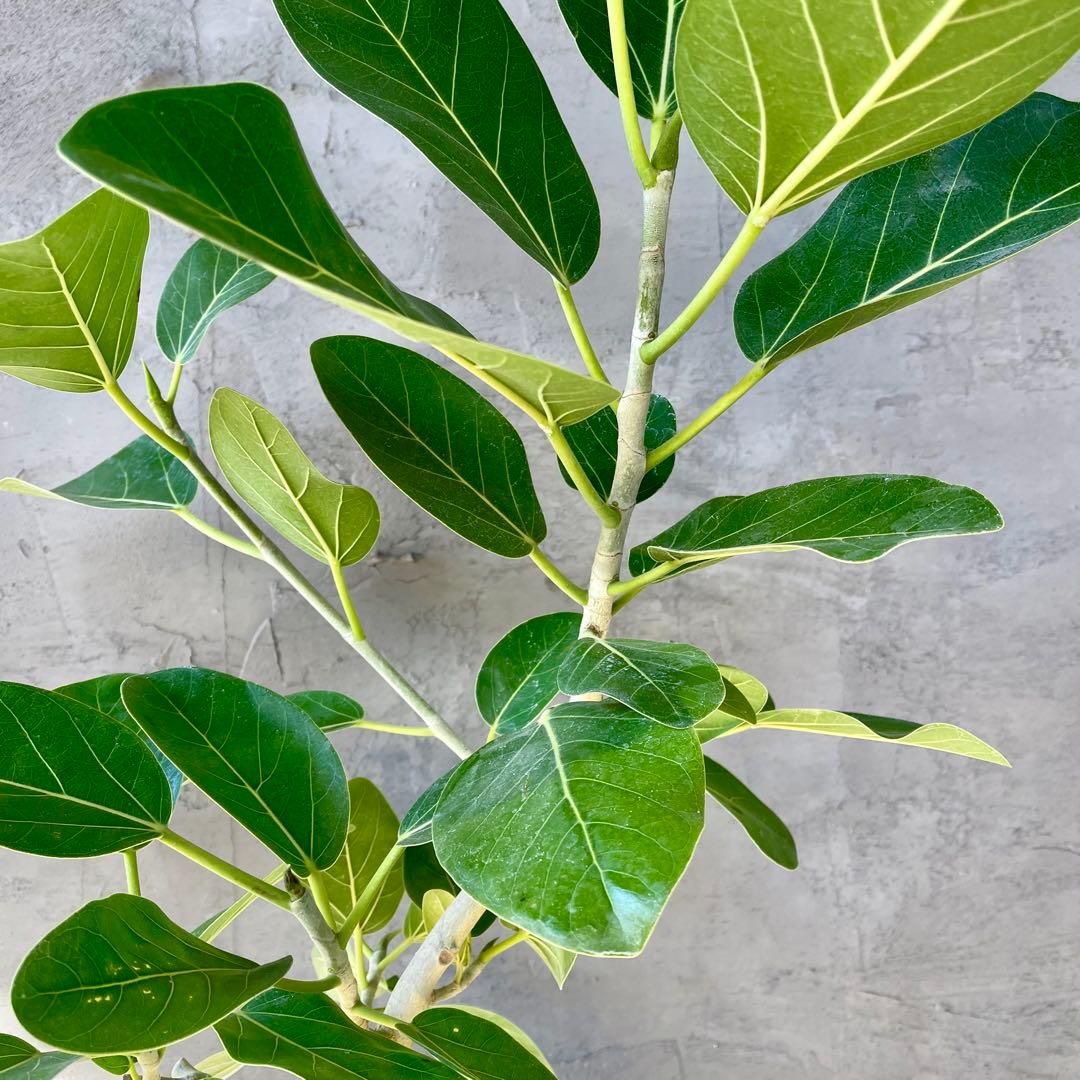 フィカス　ベンガレンシス　オードリー　8号　陶器鉢　植え込み発送