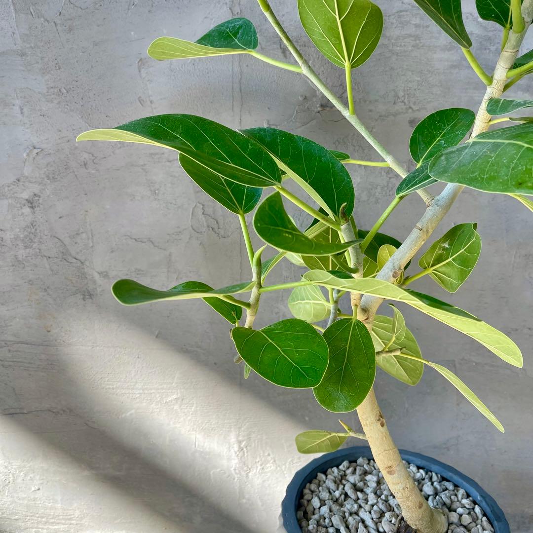 フィカス　ベンガレンシス　オードリー　8号　陶器鉢　植え込み発送