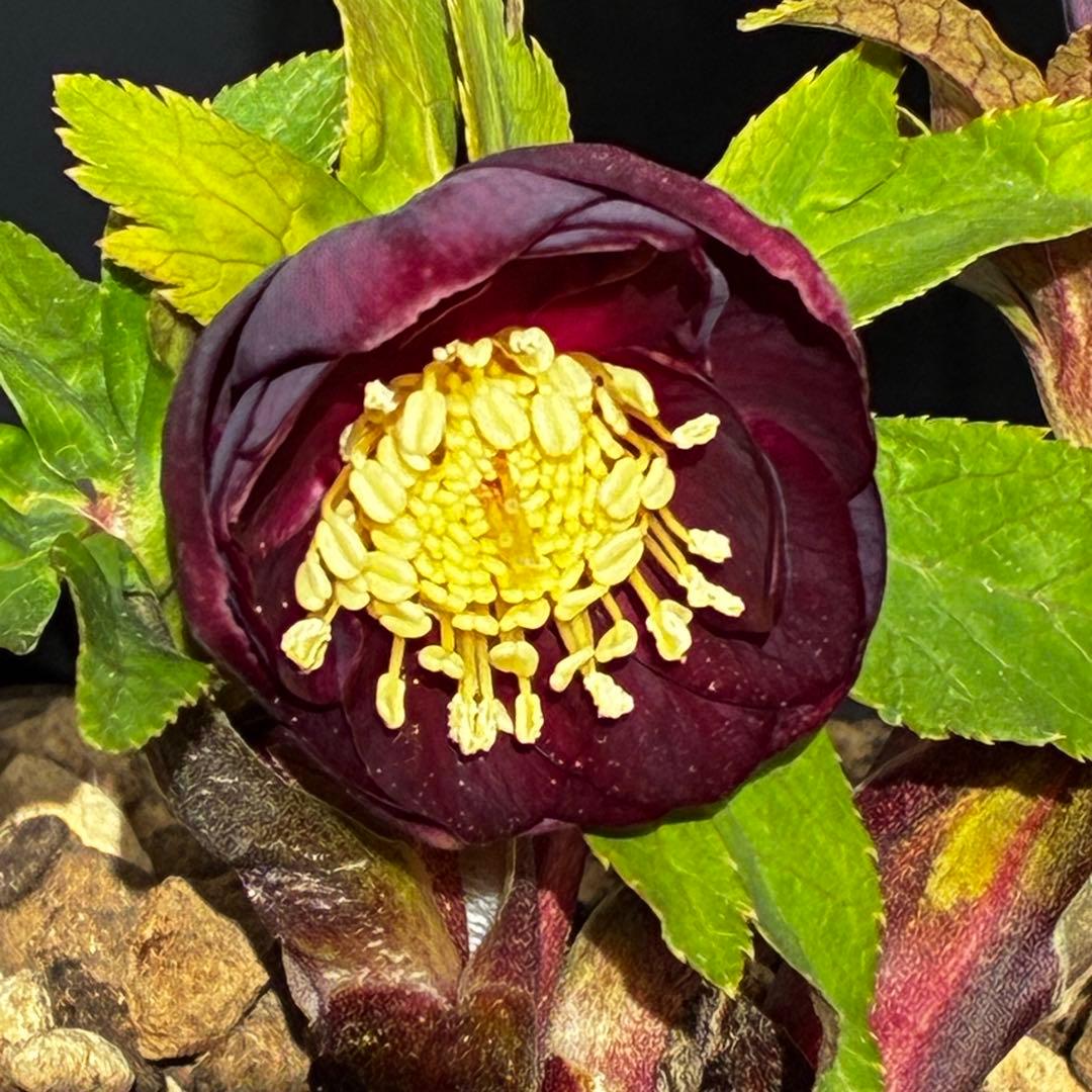 ラ*ク様 3498☘️蕾花付き☘️極上☘️⭐️コロコロ小輪⭐️紅赤オーレア⭐️コ