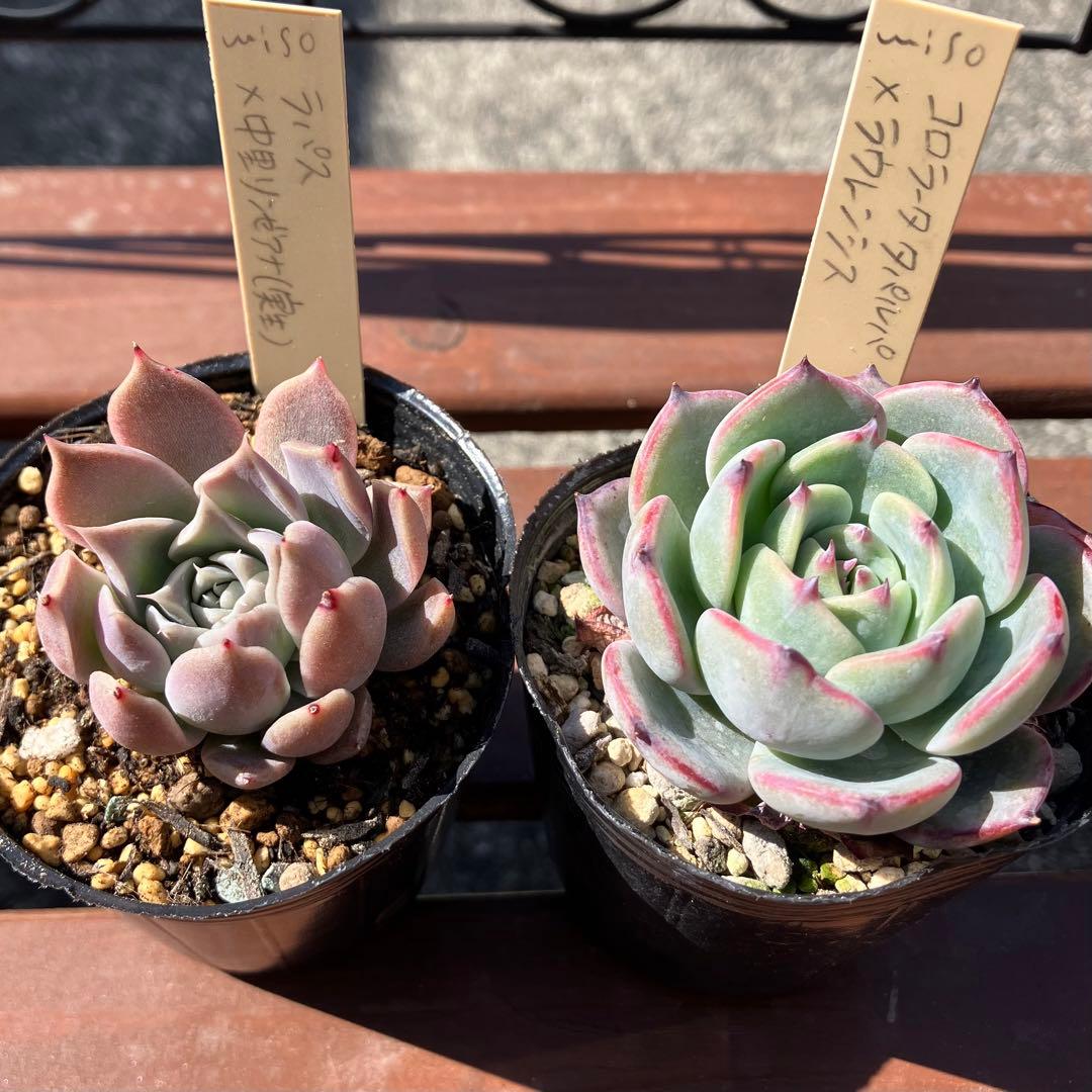 メルカリ便】多肉植物 ミソップさん苗 ラパス×中里リンゼアナ 他 ＊札