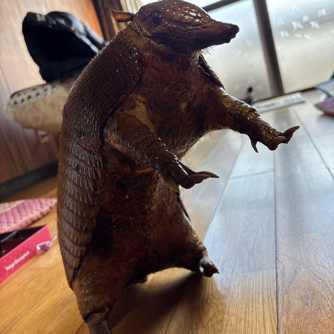 アルマジロ剥製