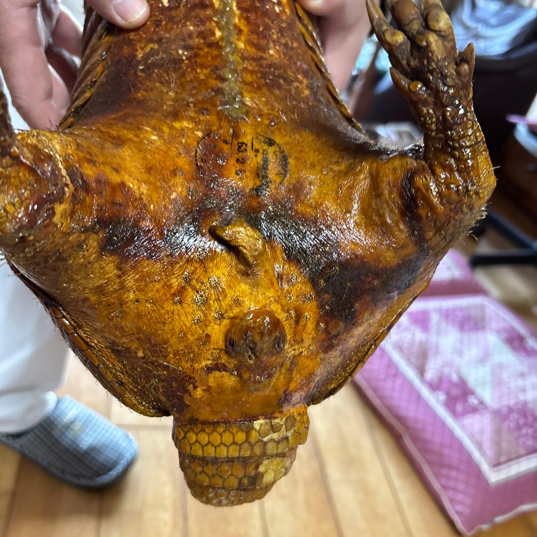 アルマジロ剥製