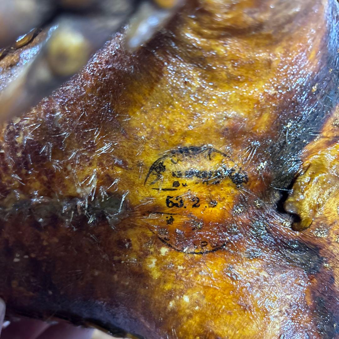 アルマジロ剥製