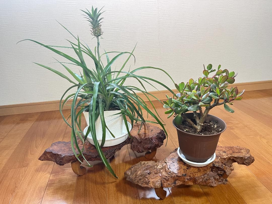 【天然一枚板】飾り台 盆栽台 花瓶台 座卓 足付き 大小2枚セット【光沢仕上げ】