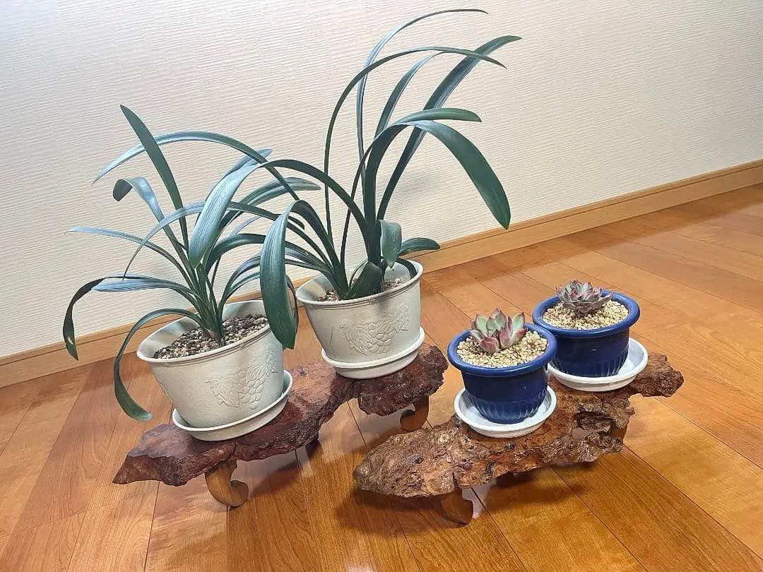 【天然一枚板】飾り台 盆栽台 花瓶台 座卓 足付き 大小2枚セット【光沢仕上げ】