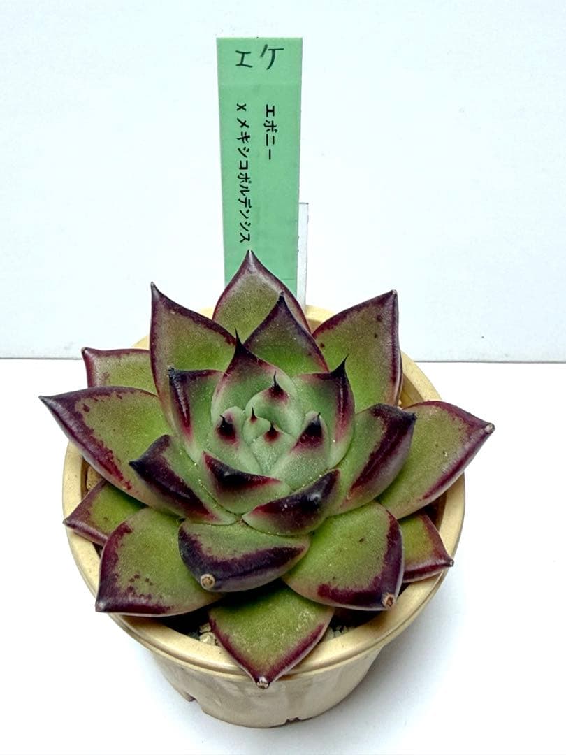 エケベリ屋さん　ミソップさん　メキポル交配3苗セット　札付き❣️ポットごと❣️