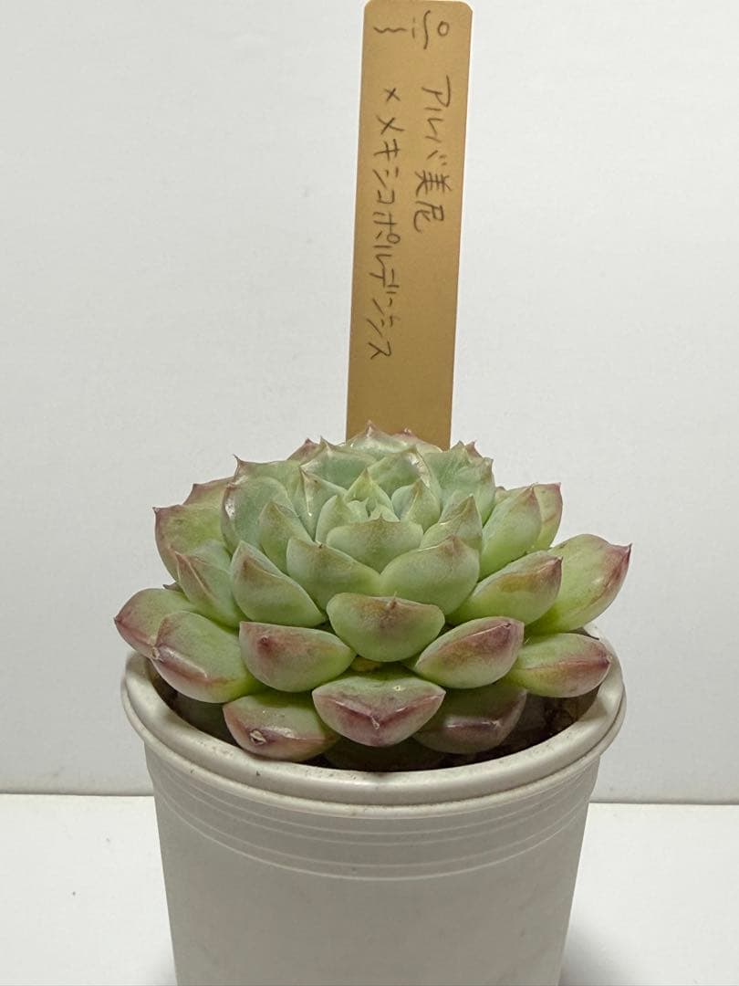 エケベリ屋さん　ミソップさん　メキポル交配3苗セット　札付き❣️ポットごと❣️