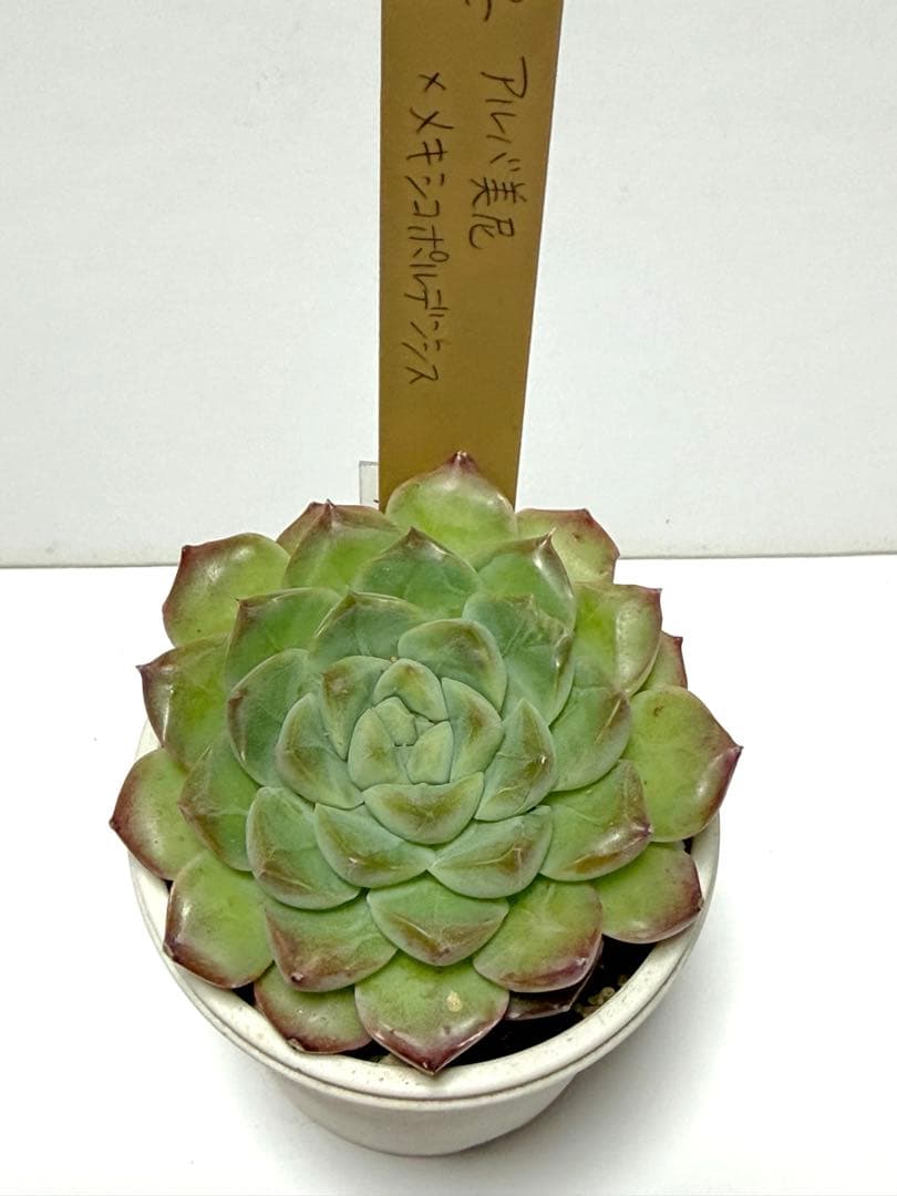 エケベリ屋さん　ミソップさん　メキポル交配3苗セット　札付き❣️ポットごと❣️