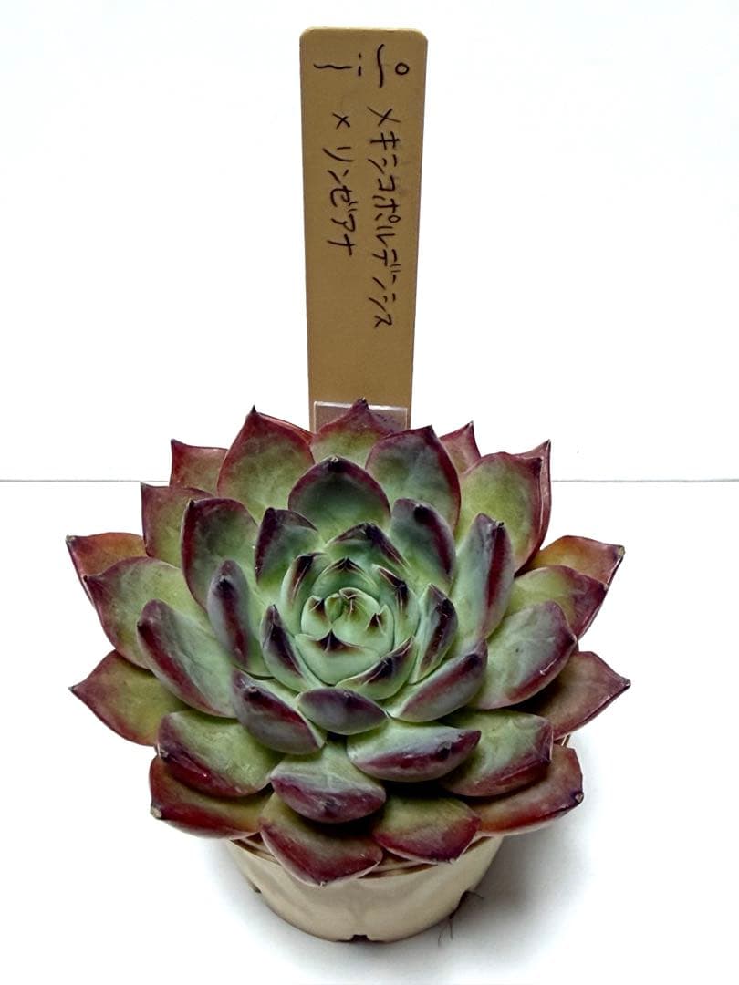 エケベリ屋さん　ミソップさん　メキポル交配3苗セット　札付き❣️ポットごと❣️