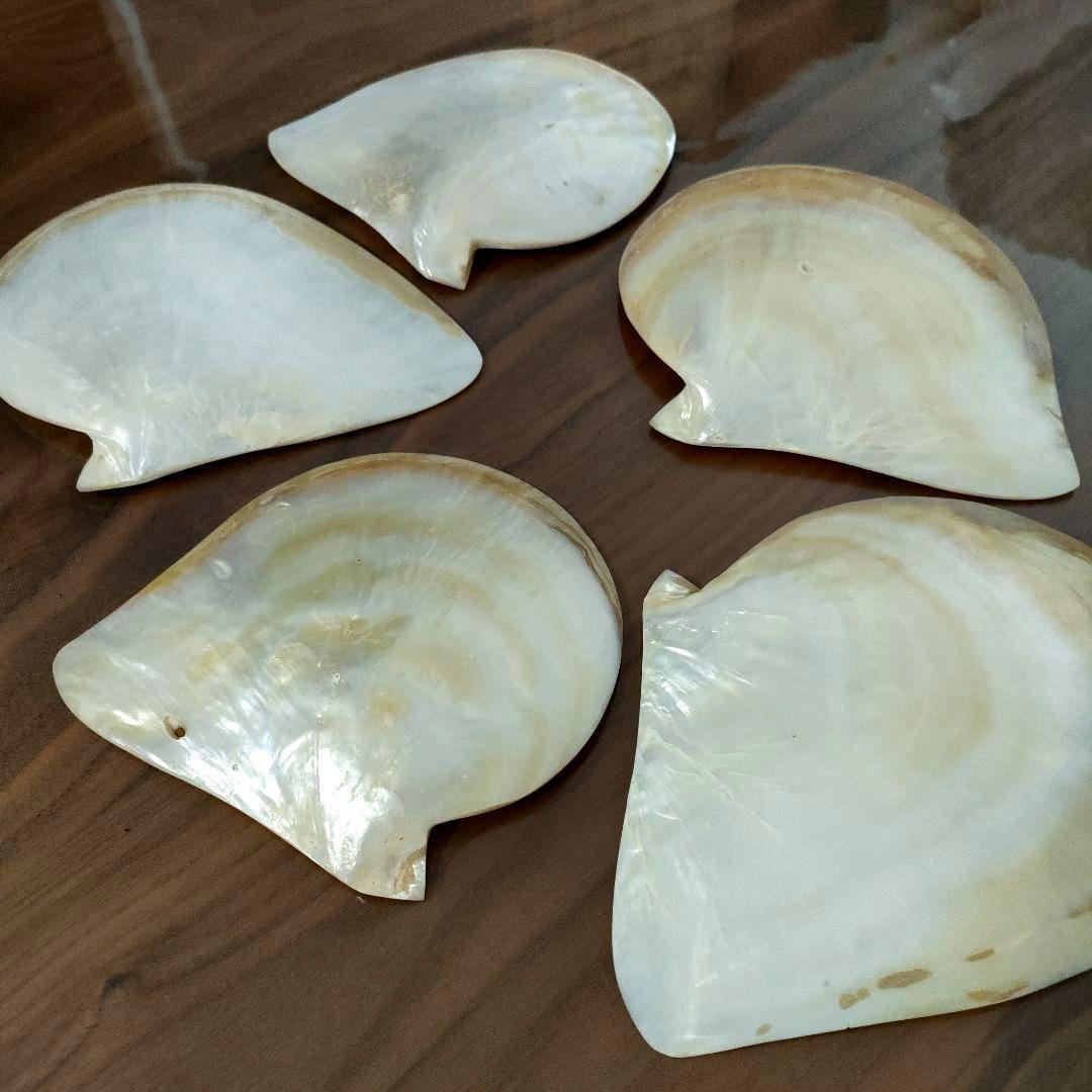 [天然貝殻] 白蝶貝 マベ真珠 皿５枚