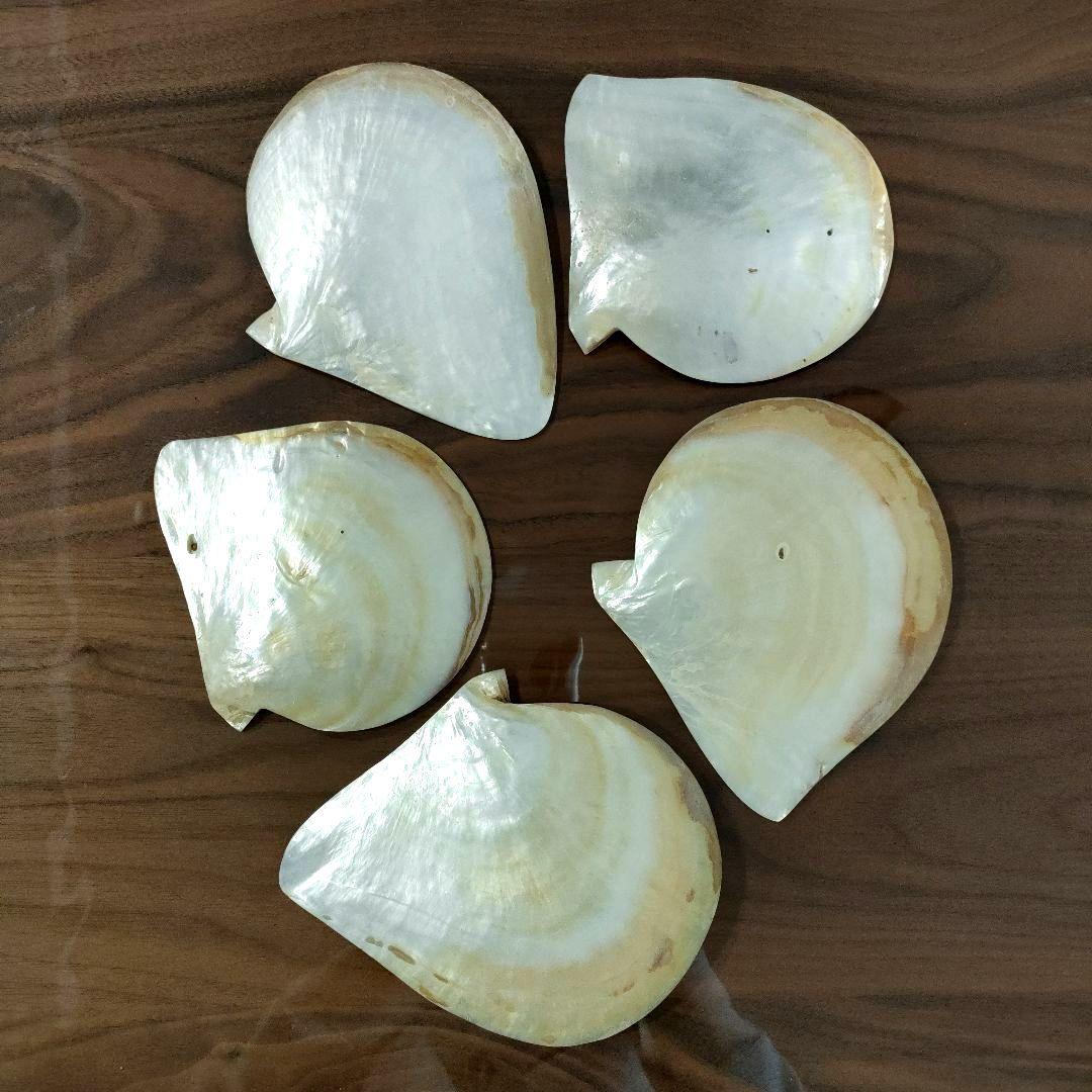 [天然貝殻] 白蝶貝 マベ真珠 皿５枚