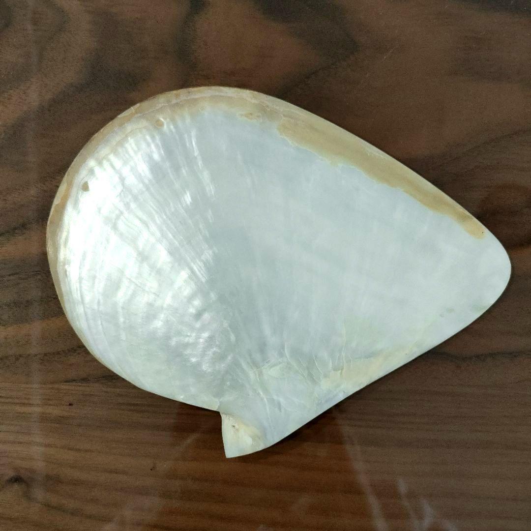 [天然貝殻] 白蝶貝 マベ真珠 皿５枚