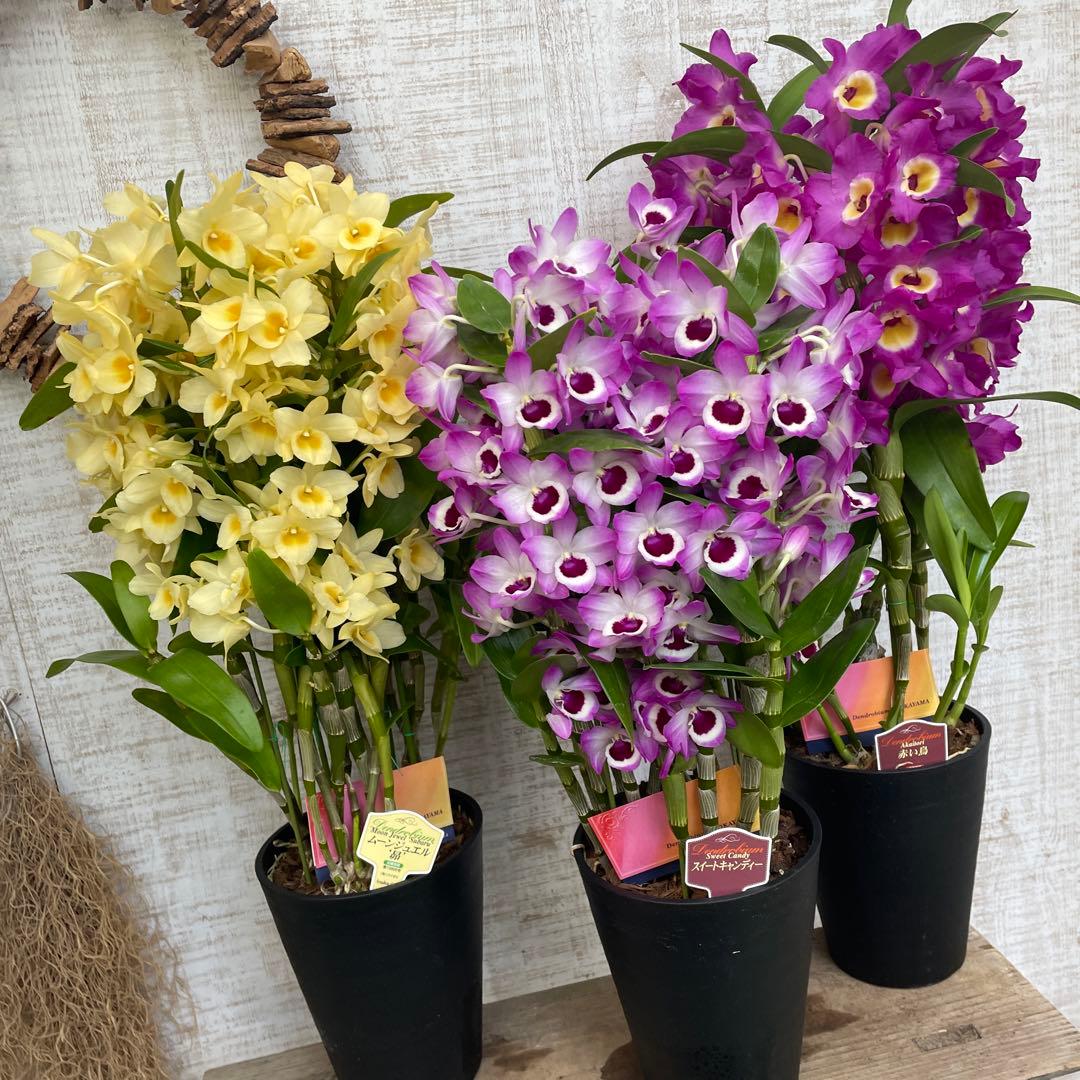 大特価！3鉢価格！デンドロビウム　苗　苗木　昴　赤い鳥　洋ラン　蘭　5号鉢