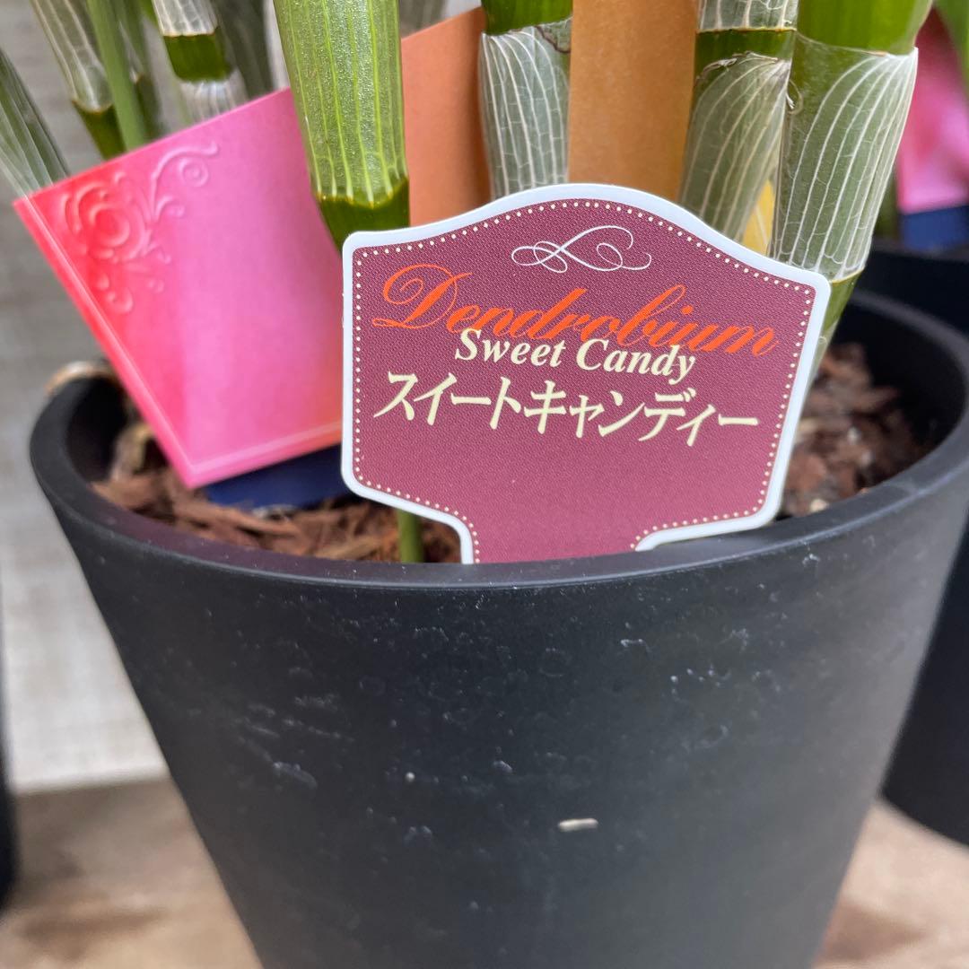 大特価！3鉢価格！デンドロビウム　苗　苗木　昴　赤い鳥　洋ラン　蘭　5号鉢