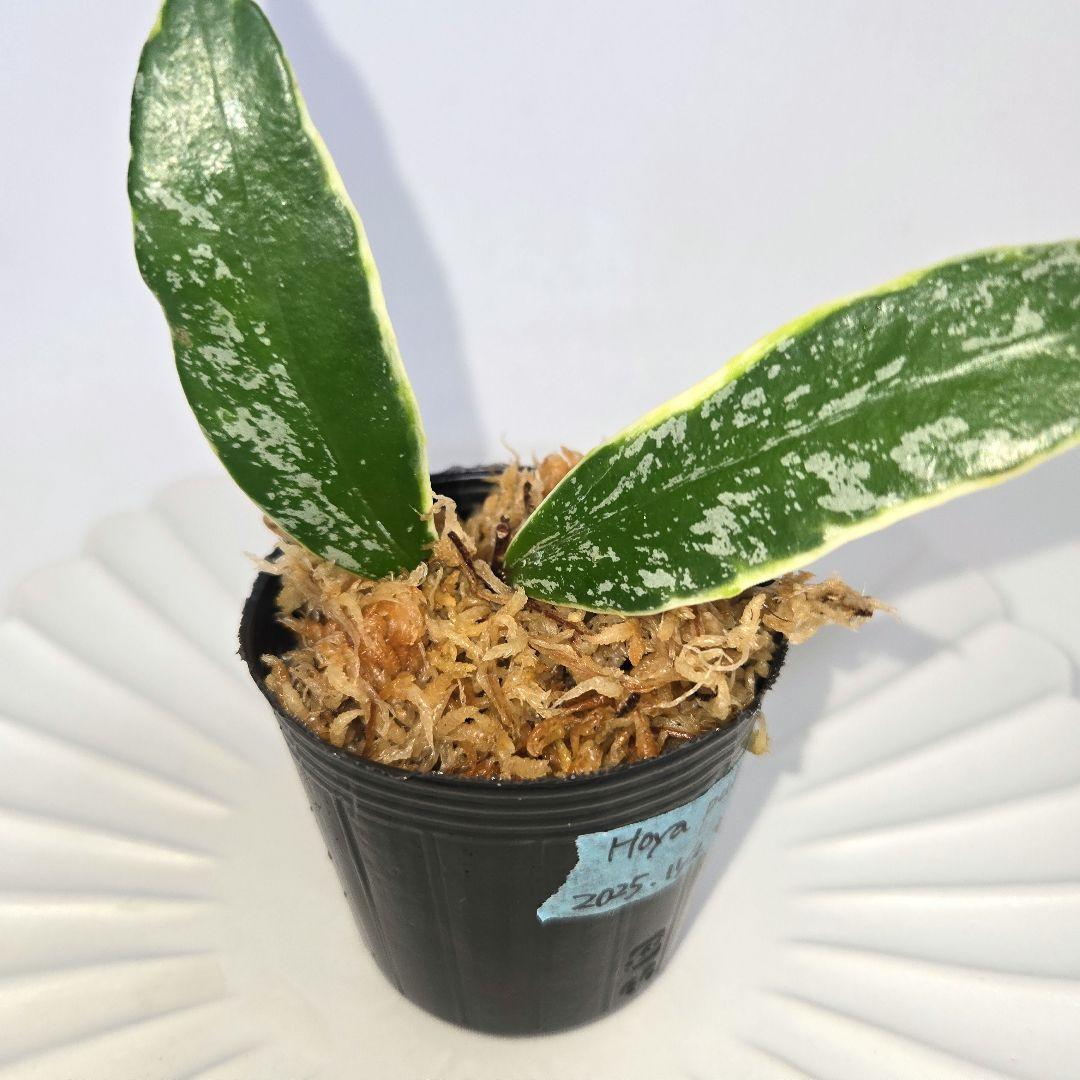 その他観葉植物 Hoya pubicalyx outer variegated