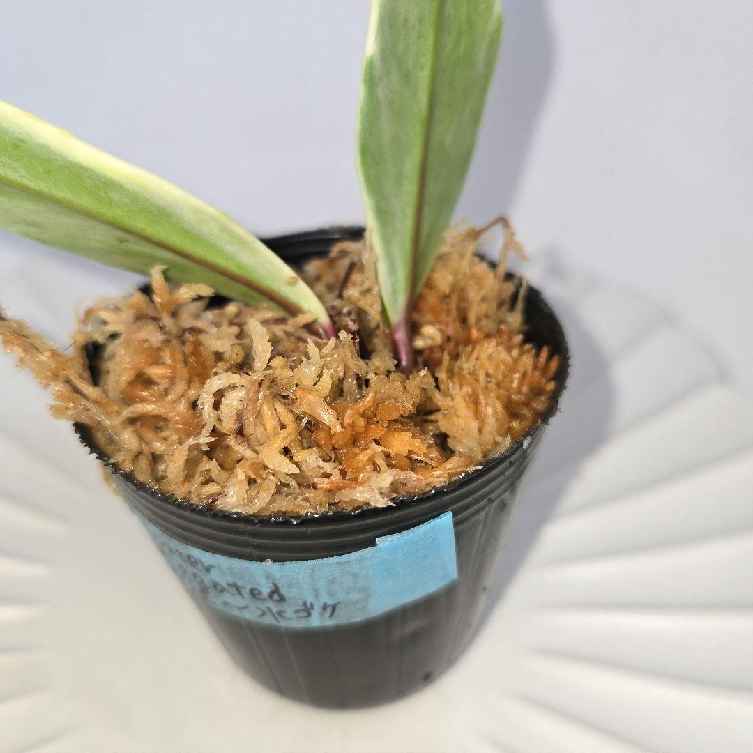 その他観葉植物 Hoya pubicalyx outer variegated