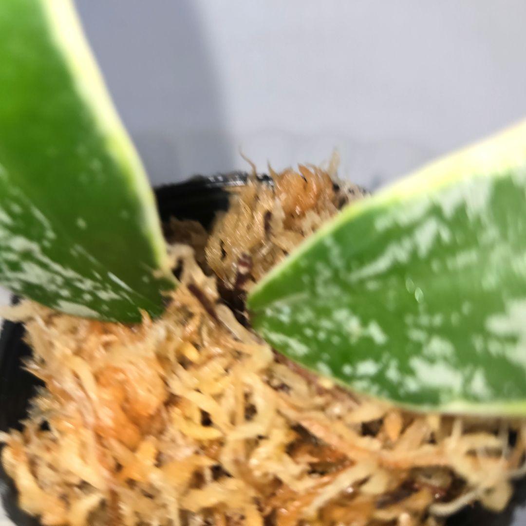 その他観葉植物 Hoya pubicalyx outer variegated