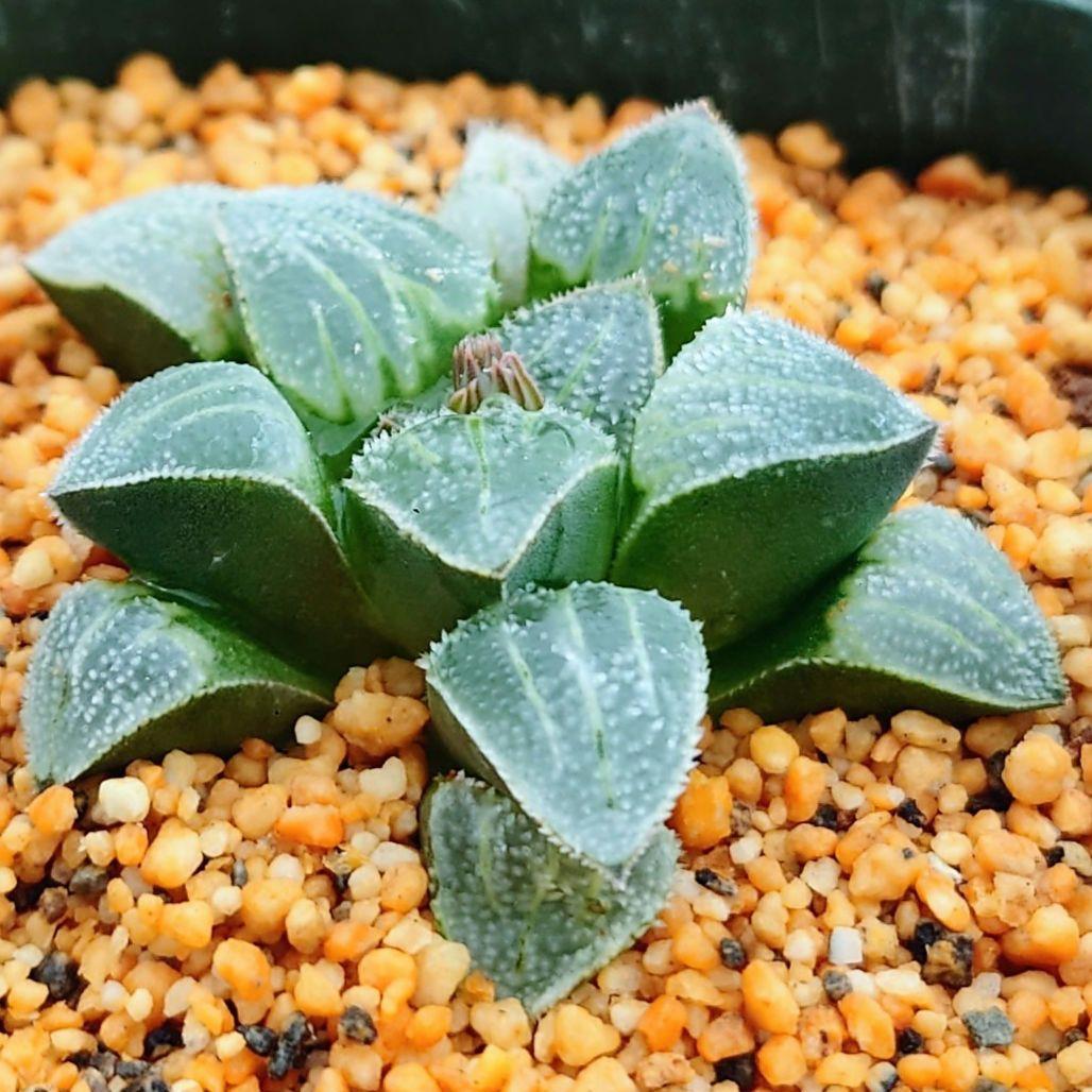 多肉植物 ハオルチア 小野グラデーションピグマエア×ピグマエア錦 G-27