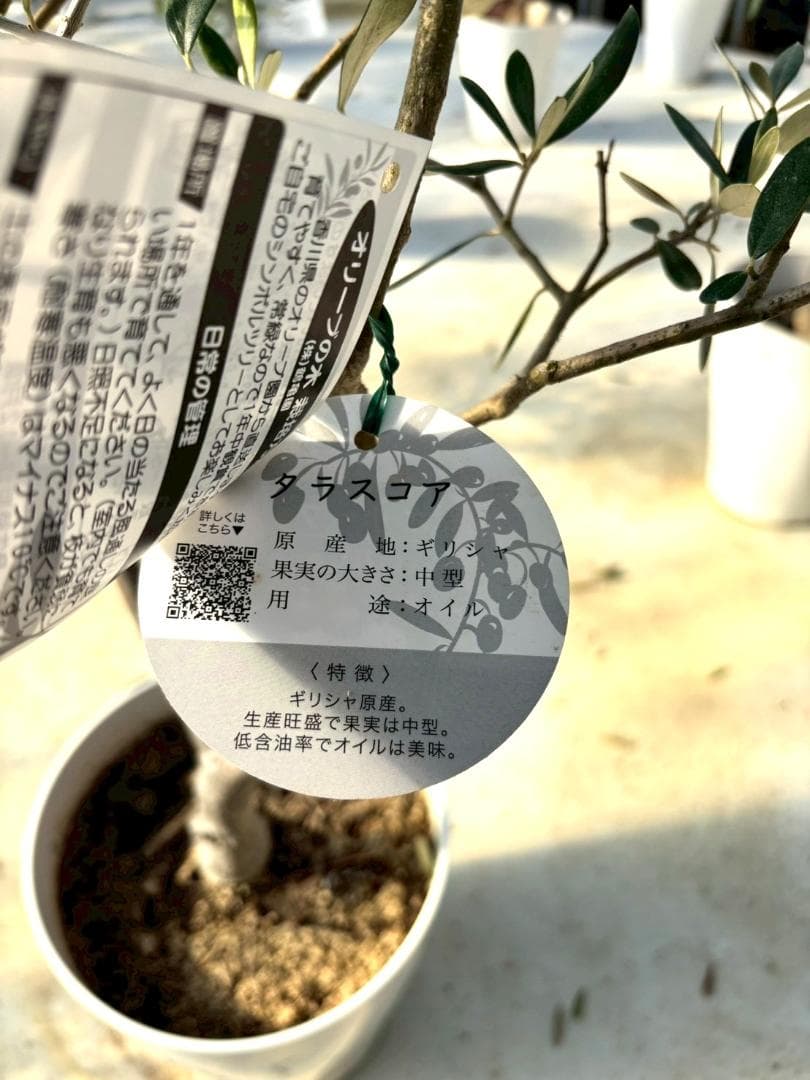 オリーブの木 タラスコア 7号 約120cm K-302 希少品種 現品掲載 - メルカリ