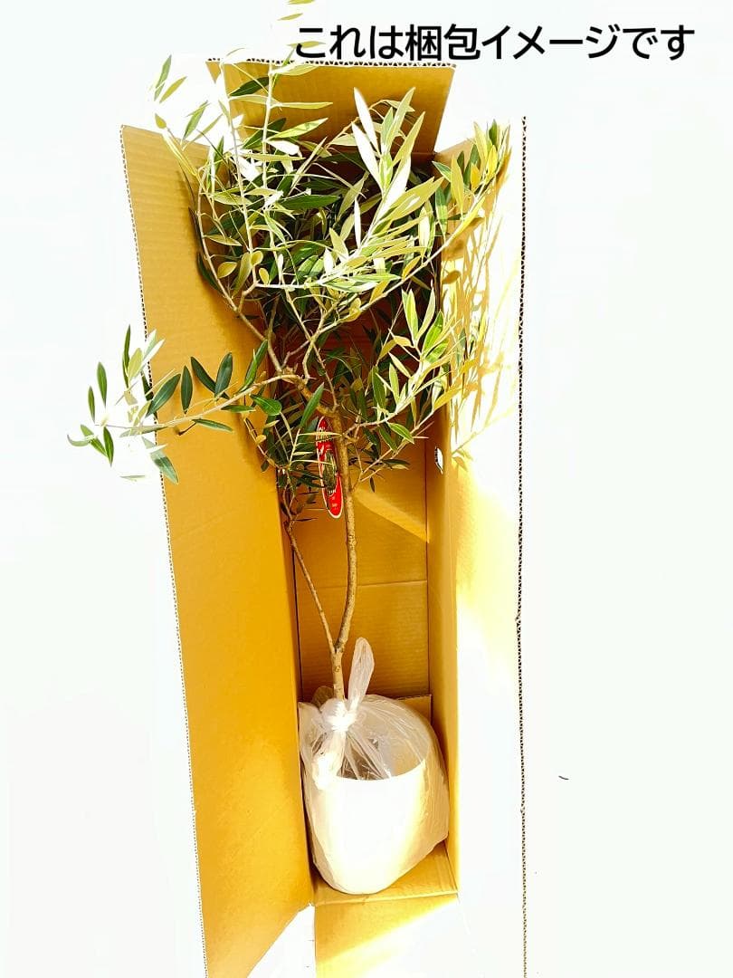 オリーブの木 タラスコア 7号 約120cm K-302 希少品種 現品掲載 - メルカリ