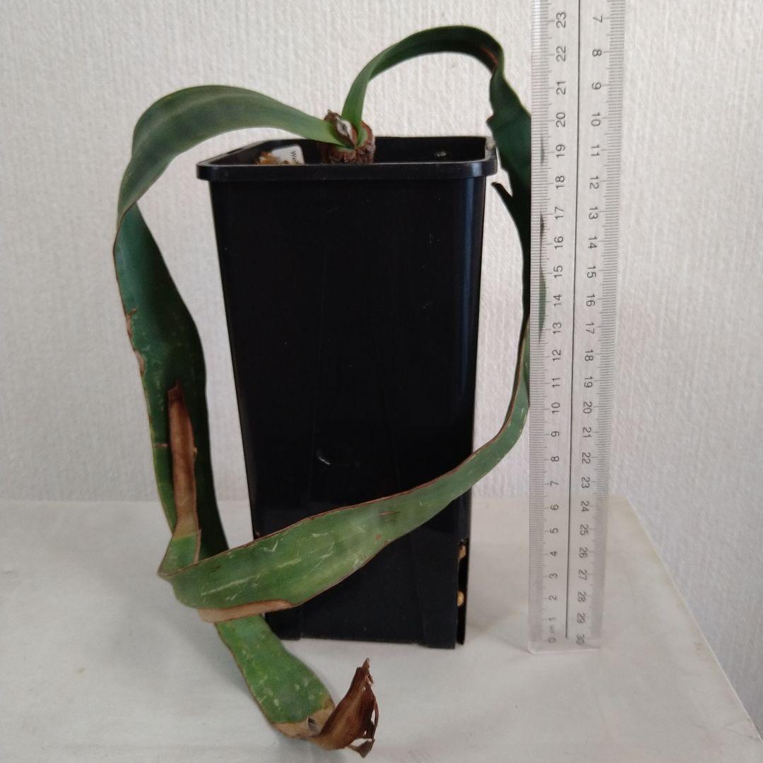 訳あり価格 奇想天外 Welwitschia Mirabilis