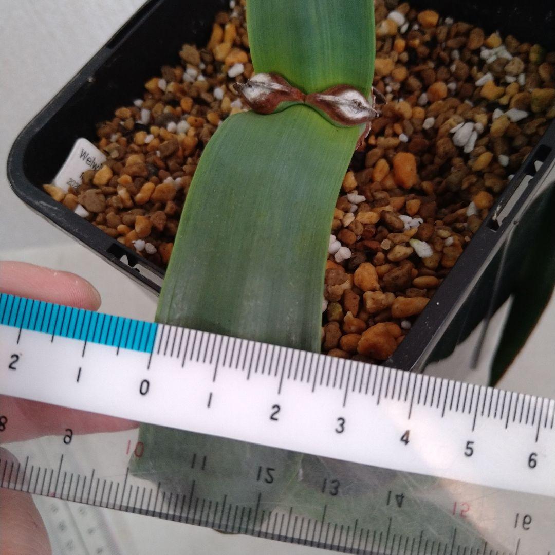 訳あり価格 奇想天外 Welwitschia Mirabilis