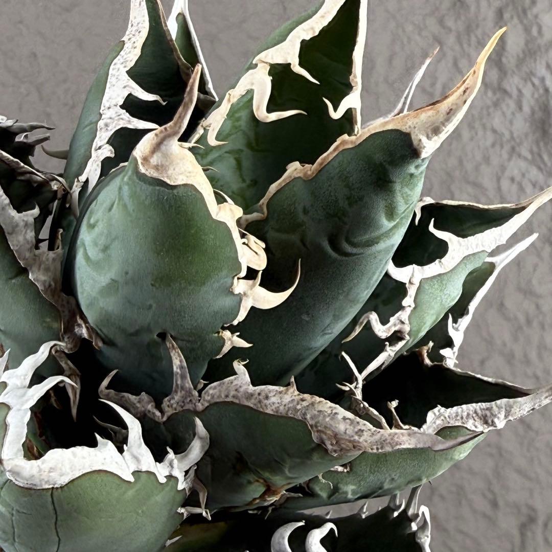 c*1様 【アガベ 海王“精品海王” 】五つ星神龍/血統株/狂刺/極上 Z-7