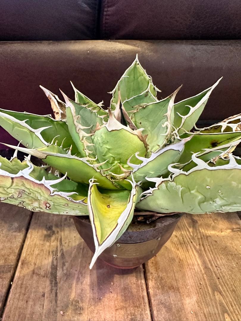 アガベ オアハカ オテロイ現地球 - メルカリ