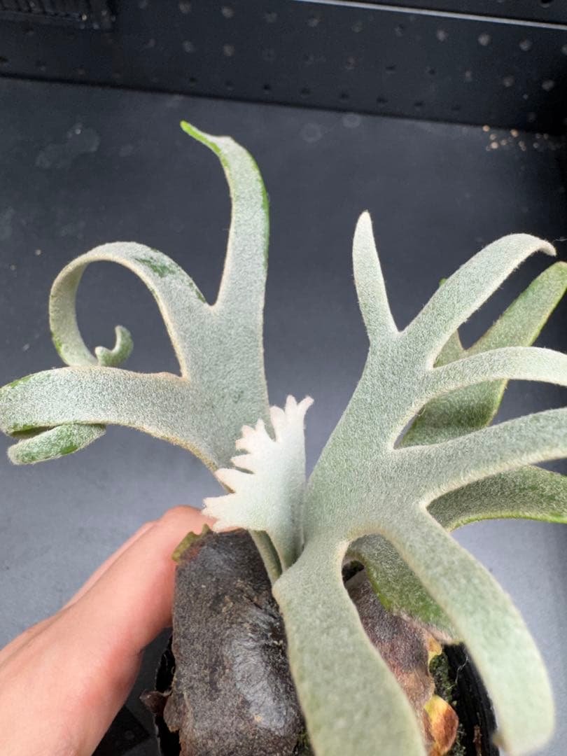 【平凡之鹿】YMDS Totoro HHRナーセリータグ付け #113