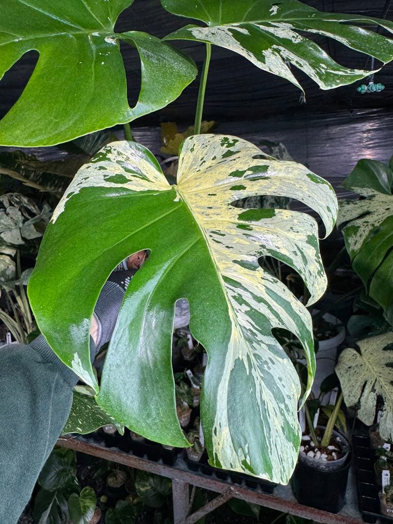 モンステラ　ベトシオーサ　オリジナル成長点カット苗　健康株