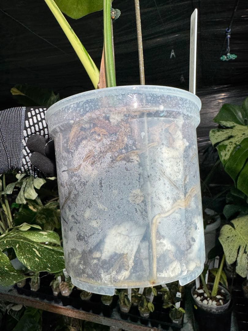 モンステラ　ベトシオーサ　オリジナル成長点カット苗　健康株