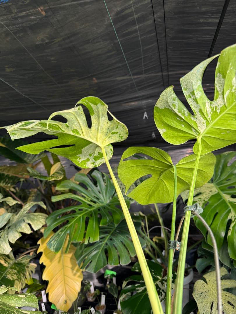 モンステラ　ベトシオーサ　オリジナル成長点カット苗　健康株