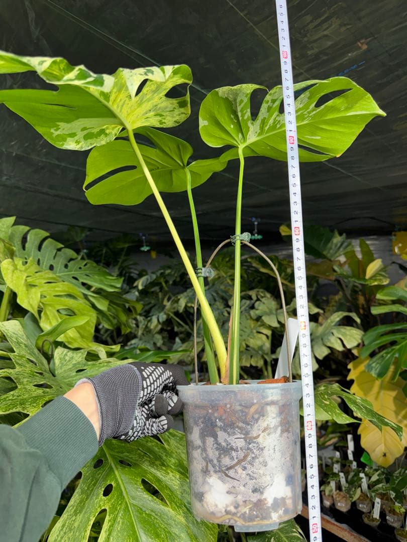 モンステラ　ベトシオーサ　オリジナル成長点カット苗　健康株