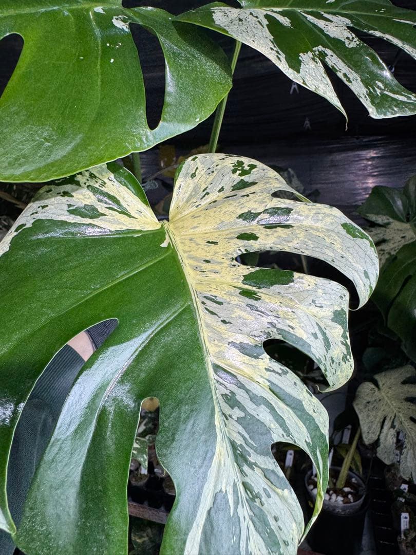 モンステラ　ベトシオーサ　オリジナル成長点カット苗　健康株